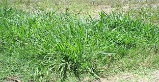 How To Kill Crabgrass
