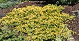 The Amazing World Of Conifers Planting Hydrangeas Plants Yellow Plants