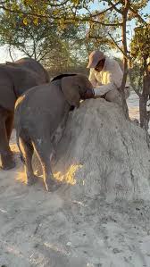 A beautiful moment of trust! ✨ Our determined little Joy climbed to the top  of her mound and was rewarded with cuddles and kisses from one of her  favorite Uncles, Onks. Her sweet trunk kisses show ...