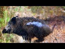 Check spelling or type a new query. Chasse Aux Sangliers 2019 Des Battues Fructueuses Youtube