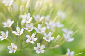 Image result for Tarenna leonardii