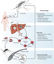 (phylum plasmodium parasites have a complex life cycle that includes multiple stages in anopheline mosquito. Challenges And Strategies For Developing Efficacious And Long Lasting Malaria Vaccines Science Translational Medicine