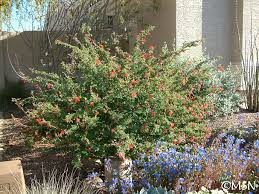 Image result for Calliandra