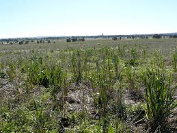 Knowledge of pests and diseases will help you to decide whether the problem is caused by a pest, a disease, a. Crop Diseases Agriculture And Food