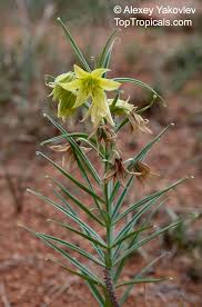 Image result for Gloriosa sessiliflora