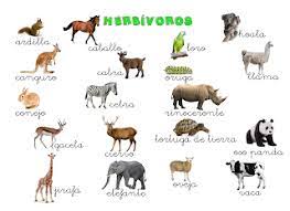 Que Puedo Hacer Hoy Carnivoros Y Herbivoros Herbivoros Clasificacion De Animales Animales Carnivoros