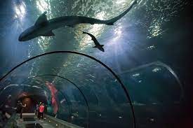 The town's busy bayfront faces sheltered yaquina bay (home to a large fishing fleet), while the wild pacific beaches offer. Visit The Oregon Coast Aquarium For An Unforgettable Experience