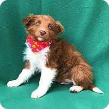 Burbank Ca Border Collie Meet Charger A Puppy For Adoption Http Www Adoptapet Com Pet 18156353 Burbank Califo Puppy Adoption Pet Adoption Border Collie