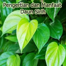 Are you searching for daun png images or vector? Daun Sirih Png
