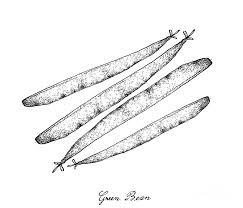 Ucl benefits of aggregation in tetranychus . Hand Drawn Of Delicious Fresh Green Beans Drawing By Iam Nee