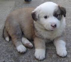 Golden retriever puppy rescue australia. Australian Retriever Dog Breed Information