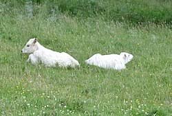 Image result for chillingham cattle