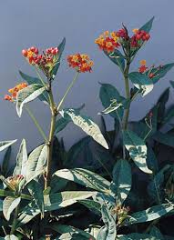 Image result for Asclepias curassavica