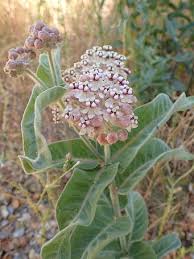 Image result for Asclepias foliosa