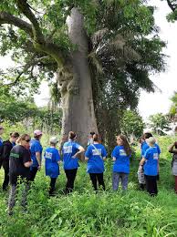 Image result for Pyrostria bibracteata