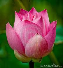 Pink Lotus My New Favorite Flower Pink Lotus Lotus Flower Meaning Flowers