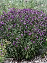Image result for Vernonia turbinella