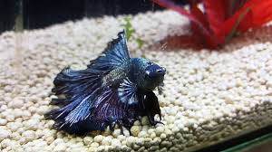 Check spelling or type a new query. 7 Things Beginners Need To Know About Fishkeeping The Star