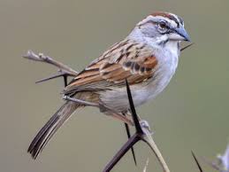 Image result for Artabotrys stolzii