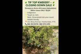 Image result for Cassipourea gummiflua