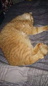 Bob Having A Cat Nap Street Cat Bob Cats Cat Nap