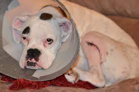 How To Care For And Keep Dog Stitches Clean After Surgery Pethelpful