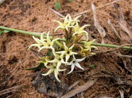 Image result for Orthanthera