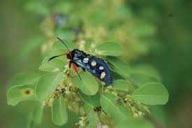 Image result for Pavetta catophylla