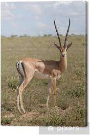 Quality gazzel with free worldwide shipping on aliexpress. Leinwandbild Grant Gazelle Pixers Wir Leben Um Zu Verandern