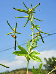 Image result for Triumfetta setulosa