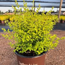 Image result for Ligustrum sinense