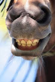 Smile Smiiiiil Horse Smiling Funny Horses Smiling Animals