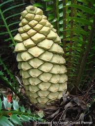 Image result for Encephalartos villosus
