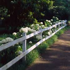 500 driveways entrances ideas in 2020 driveway entrance. Annabell Hydrangeas Aligning A Fence With Mondo Grass At The Base Great For Driveway Or Fence Border Think I Might D Garden Mondo Grass Driveway Landscaping