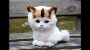 100+ cute cat images ,cat pictures ,cat pictures to printcat images download cat images hd beautiful cats pictures wallpapers funny photos cute. Adorable Cats Compilation Most Beautiful Cats In The World 3 Youtube