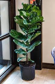 Large Fiddle Leaf Fig Ficus Lyrata The Perfect Trendy Etsy Plants Ficus Lyrata Fiddle Leaf Fig