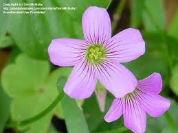 Image result for Oxalis debilis