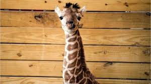 The camel is the ninth episode of season 2 of the nbc television series parks and recreation. Animal Adventure Park S Newest Giraffe Has A Name