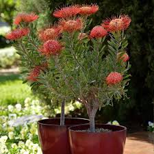 Image result for Leucospermum