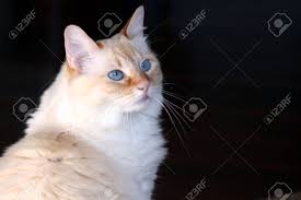 Material as soon as it arrives, we'll issue a full refund for the entire purchase price. Blue Eyed Flame Point Siamese Cat Stock Photo Picture And Royalty Free Image Image 12700368