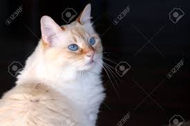 Material as soon as it arrives, we'll issue a full refund for the entire purchase price. Blue Eyed Flame Point Siamese Cat Stock Photo Picture And Royalty Free Image Image 12700368