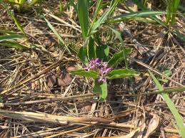 Image result for Raphionacme michelii