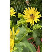 Image result for Chlorophytum perfoliatum