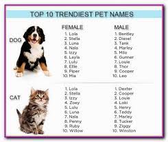 Famous cat names inspired by disney movies duchess (the aristocats) simba or mufasa (the lion king) oliver (oliver and company) Cat Names From Movies