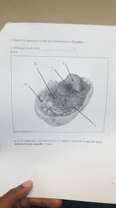 .microscopic view of an animal cell : 4 Name Five Components Of The Cell Illustrated Below Chegg Com