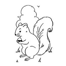 Some we found were free, but were not very realistic or good for coloring. Top 25 Free Printable Squirrel Coloring Pages Online