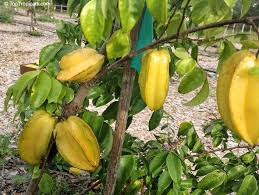 Image result for Averrhoa carambola