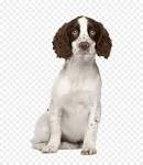 English Springer Spaniel For Sale UK | UK Pets