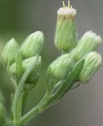 Image result for Erigeron sumatrensis