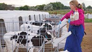 While Calf Hutches Can Provide Excellent Calf Care, Calf Barns Are Also A  Comfortable Housing Environment For Dairy Calves. | Calves, Barn, Farm Cow